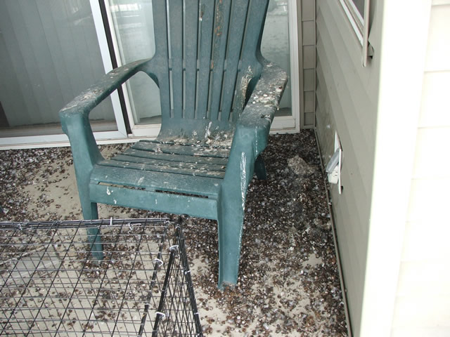 Allstate Bird and Animal Control, pigeon crap problem on balcony